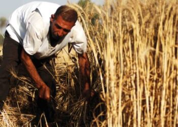 Egypt celebrates 69th National Farmer’s Day
