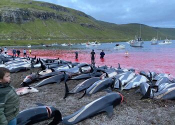 Slaughter of dolphins on Faeroes sparks debate on traditions