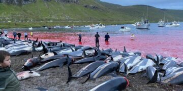 Slaughter of dolphins on Faeroes sparks debate on traditions