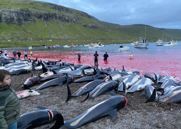 Slaughter of dolphins on Faeroes sparks debate on traditions 1 - Egyptian Gazette In this image released by Sea Shepherd Conservation Society the carcasses of dead white-sided dolphins lay on a beach after being pulled from the blood-stained water on the island of Eysturoy which is part of the Faeroe Islands Sunday Sept. 12, 2021. The dolphins were part of a slaughter of 1,428 white-sided dolphins that is part of a four-century-old traditional drive of sea mammals into shallow water where they are killed for their meat and blubber. The hunt in the North Atlantic islands is not commercial and is authorized, but environmental activists claim it is cruel.