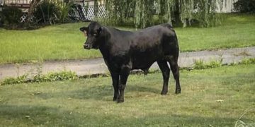 Bull escaped Long Island farm captured after 2 months