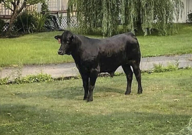Bull escaped Long Island farm captured after 2 months 1 - Egyptian Gazette This photo provided by Suffolk County Police Department, Friday July 23, 2021, shows a bull on the loose in Mastic, New York.
