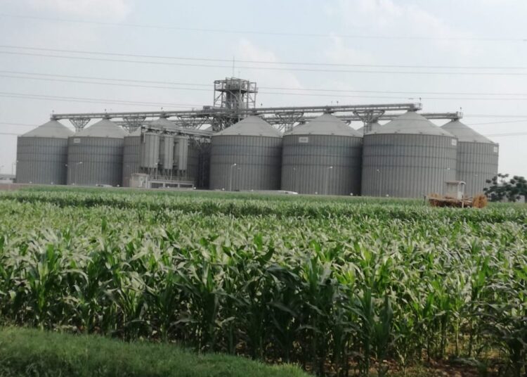 22 silos to be automated with IBM and ACME SAICO partnership 1 - Egyptian Gazette