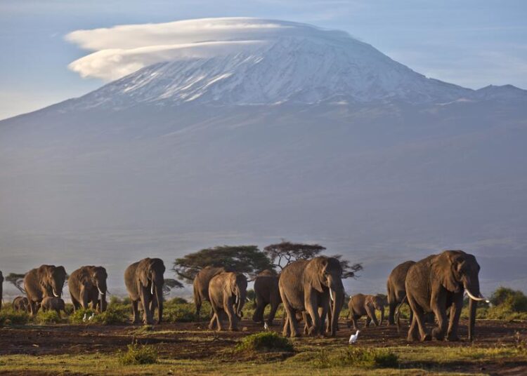 Climate report: Africa’s rare glaciers soon to disappear 1 - Egyptian Gazette A file photo of a herd of adult and baby elephants walking in the dawn light as the highest mountain in Africa, Mount Kilimanjaro in Tanzania, sits topped with snow in the background.