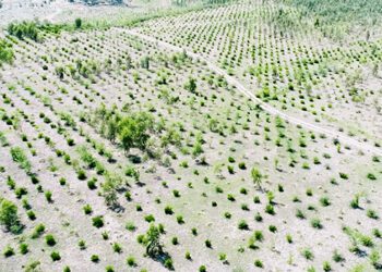 Billion Tree Tsunami promotes green entrepreneurship for unemployed women, youth