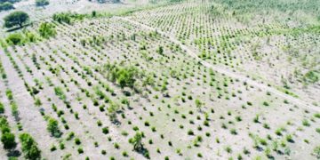 Billion Tree Tsunami promotes green
entrepreneurship for unemployed women, youth 1 - Egyptian Gazette Billion Tree Tsunami promotes green
entrepreneurship for unemployed women, youth