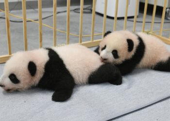 Panda cubs at Tokyo zoo get their names, to debut in January