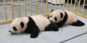 Panda cubs at Tokyo zoo get their names, to debut in January