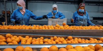 Egypt’s agricultural exports hit 5 million tons this year for 1st time