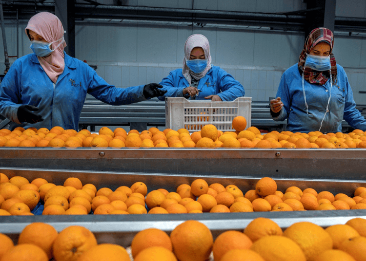 Egyptian exports rose by 600,000 tons in 2021 compared to last year to record five million tons, despite the coronavirus crisis worldwide.