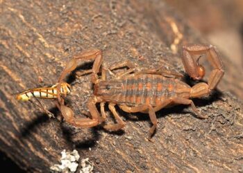 Scorpion stings kill 3, injure 450 amid bad weather in Aswan