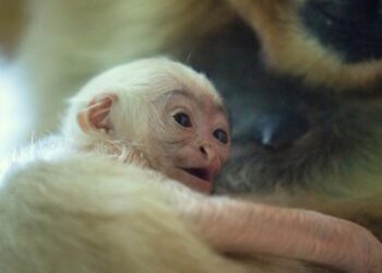 Rare white-cheeked gibbon born in Polish zoo