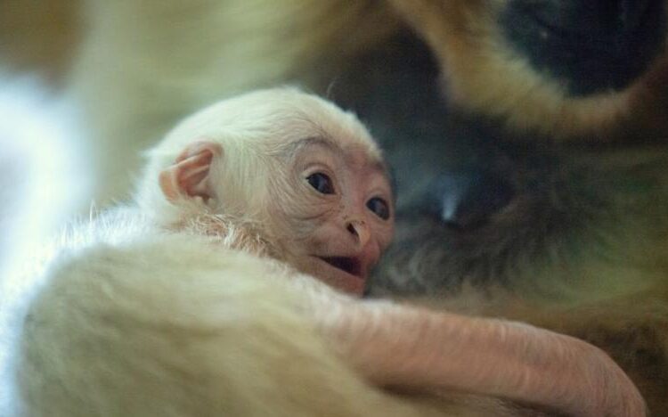 Rare white-cheeked gibbon born in Polish zoo 1 - Egyptian Gazette