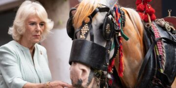Duchess of Cornwall visits Brooke Hospital For Animals in Cairo