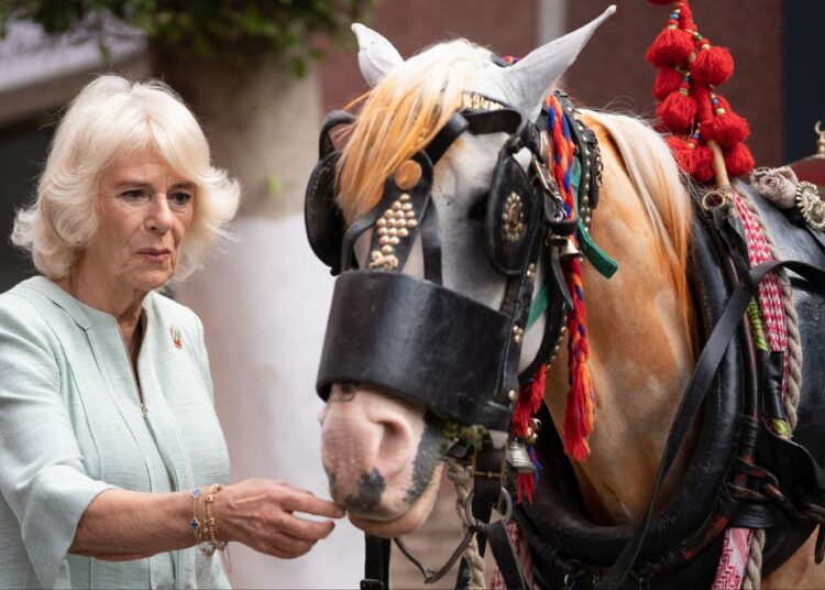 Looking equally smart, Camilla, 74, donned a light green dress and tan heeled shoes when visiting the Brooke Veterinary Hospital in the capital