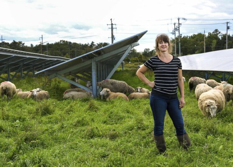 Cornell University researcher Niko Kochendoerfer stands among sheep grazing at a solar farm at Cornell University in Ithaca, NY, September 24, 2021.