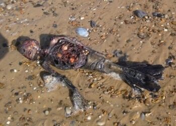 Dead ‘mermaid’ washed up on Red Sea shore