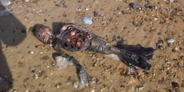 Dead ‘mermaid’ washed up on Red Sea shore