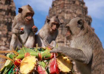 Fruit galore: Thai monkey festival returns as tourists come back