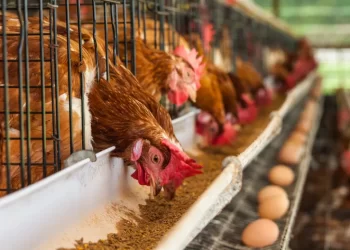Egypt achieves self-sufficiency of poultry, eggs with investments over LE100 billion: Agriculture min.