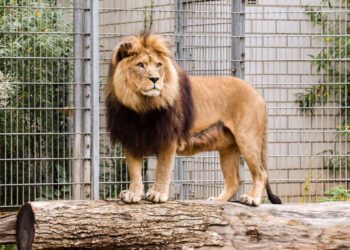 Two lions trigger mild scare at Changi Airport after breaking free from cage