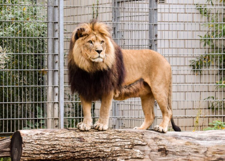 Two lions trigger mild scare at Changi Airport after breaking free from cage 1 - Egyptian Gazette Two lions were shot with a tranquiliser gun in Changi Airport after breaking free from their cage.