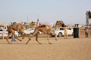 Dar El-Tahrir to sponsor Sharm camel races 7 - Egyptian Gazette