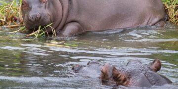 Belgian zoo says its 2 very runny-nosed hippos have Covid-19
