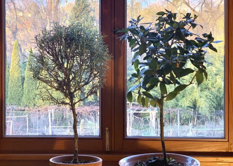 Photo showing a rosemary plant, (L), and a Bay Laurel, (R), in New Paltz, NY. Rosemary is an herb ideal for growing on a windowsill in winter, provides aroma, flavouring and beauty.