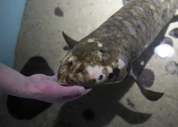 Senior biologist Allan Jan feeds Methuselah, a 4-foot-long, 40-pound Australian lungfish that was brought to the California Academy of Sciences in 1938 from Australia, in its tank in San Francisco, Monday, Jan. 24, 2022.