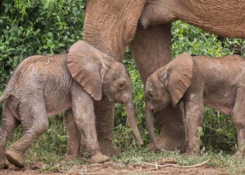 Rare baby elephant twins born in Kenya
