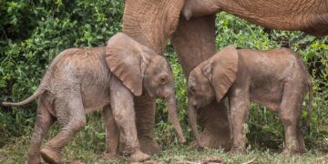 Rare baby elephant twins born in Kenya