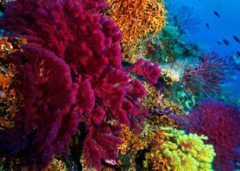 ‘More protected areas won’t save biodiversity’