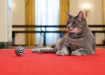 Here, kitty: Bidens welcome cat named Willow to White House