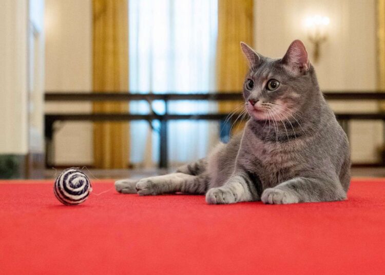 Willow, the Biden family's new pet cat, wanders around the White House on on Jan. 27, 2022 in Washington. President Joe Biden and first lady Jill Biden have added Willow, a 2-year-old, green-eyed, gray and white feline from Pennsylvania, to their pet family.