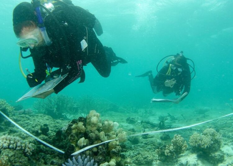 In this photo provided by the Great Barrier Reef Marine Park Authority divers survey a part of the Barrier Reef off Townsville, March 12, 2016.