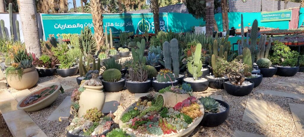 89th Spring Flower Fair opened here 7 - Egyptian Gazette 89th Spring Flower Fair opened here 6 - Egyptian Gazette