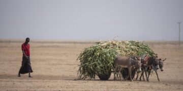 UN: Horn of Africa drought kills over 1.5 million livestock