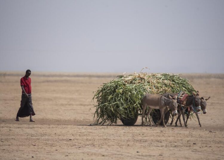 Donkey carts transport animal food to drought affected areas near Higlo Kebele, in the Adadle woreda of the Somali region of Ethiopia.