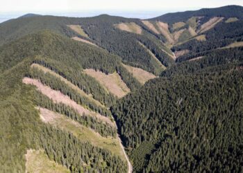 Campaigners say Romania failing to stop illegal logging