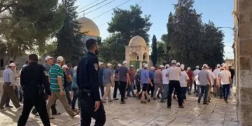 Dozens of Israeli settlers storm Aqsa environs 1 - Egyptian Gazette Dozens of Israeli settlers storm Aqsa environs