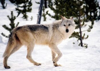 Judge restores protections for gray wolves across much of US
