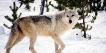 Judge restores protections for gray wolves across much of US