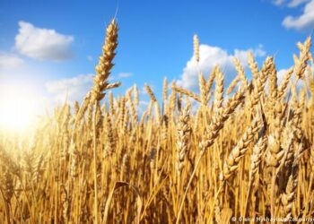 Negotiations to import wheat from Argentina set for next week, says supply min.