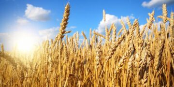 Negotiations to import wheat from Argentina set for next week, says supply min.