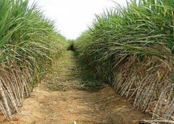 4 million tons of sugarcane supplied so far – ministry