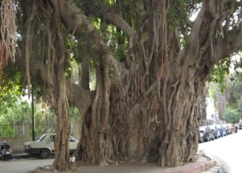 Egypt’s time-honoured trees