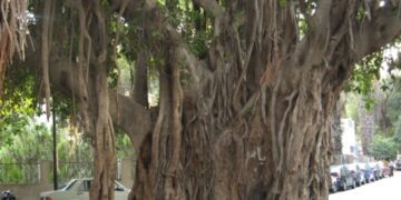 Egypt’s time-honoured trees