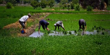 Irrigation min.: Ministry exerting non-stop efforts to secure water needs