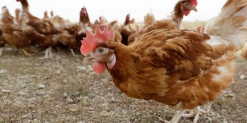 Bird flu case forces killing of 5.3 million chickens in Iowa